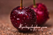 springshadow